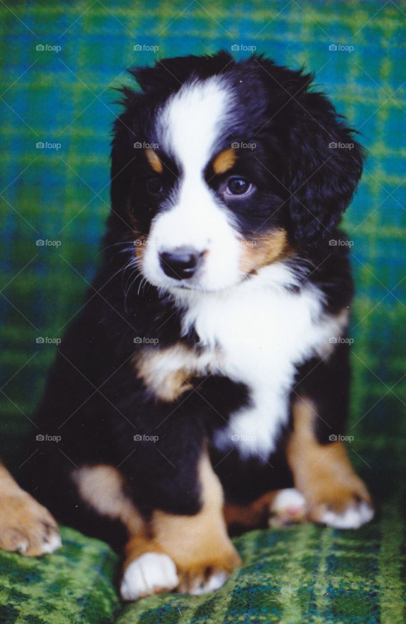 dog animal puppy pet by MagnusPm