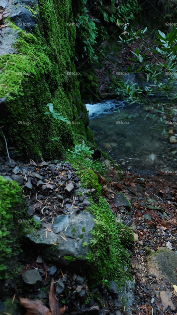 Forest after a rain