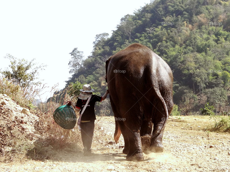 Man and elephant walking on dusty road