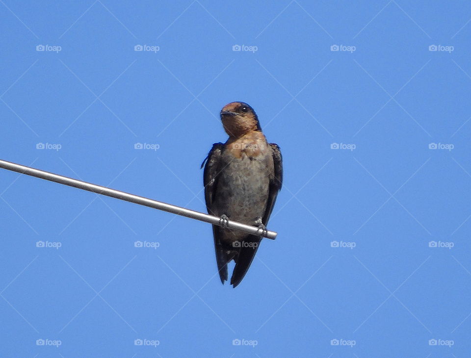 Barn swallow. Solitary one from the small group perch to the line tower of antenne. Popullar bird if citizen at hometown.