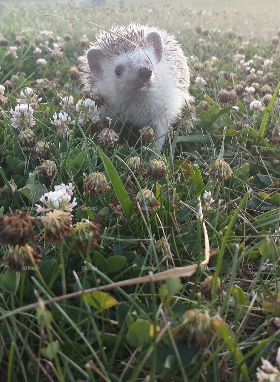 hedgehog & clover patch