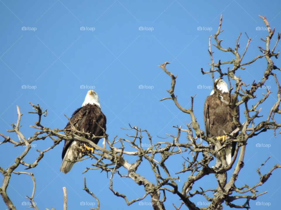 Two Bald Eagles.