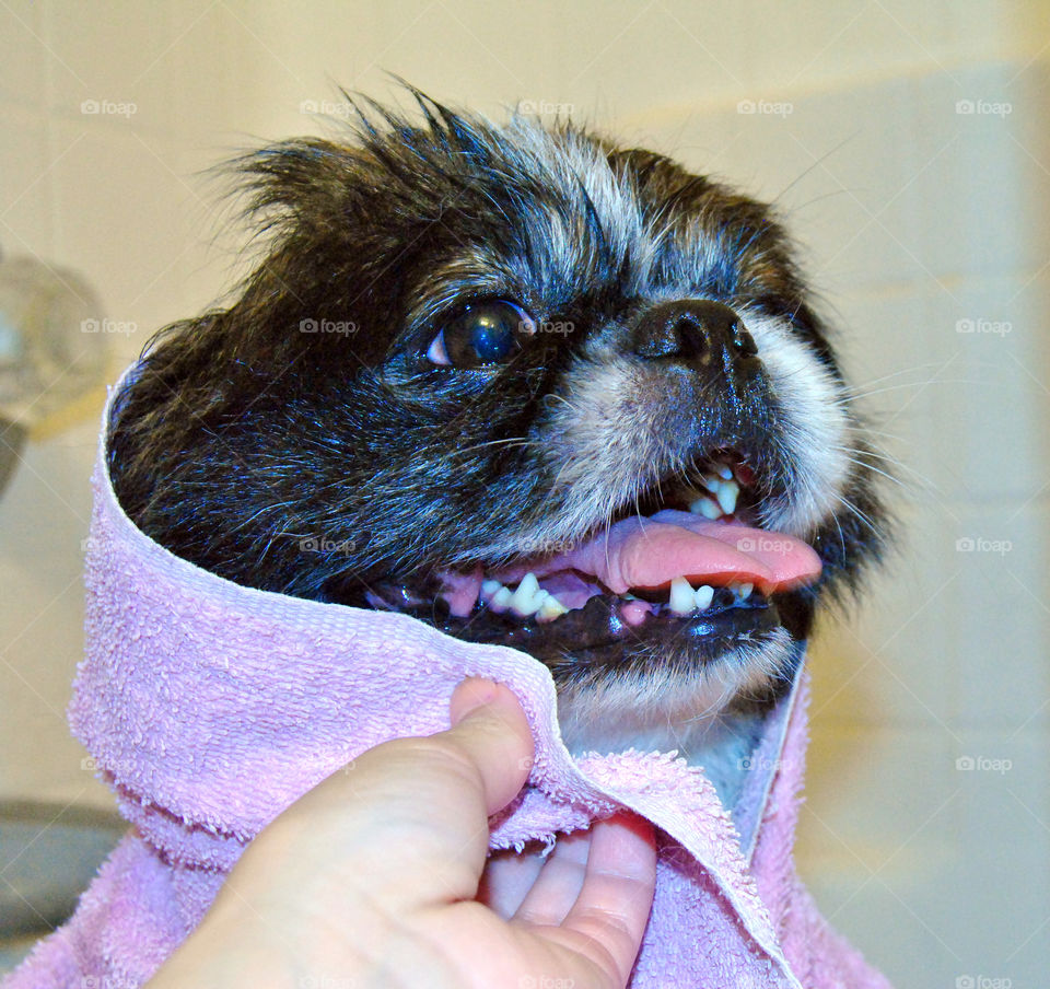 Happy Pekingese dog just had a refreshing bath with towel over head