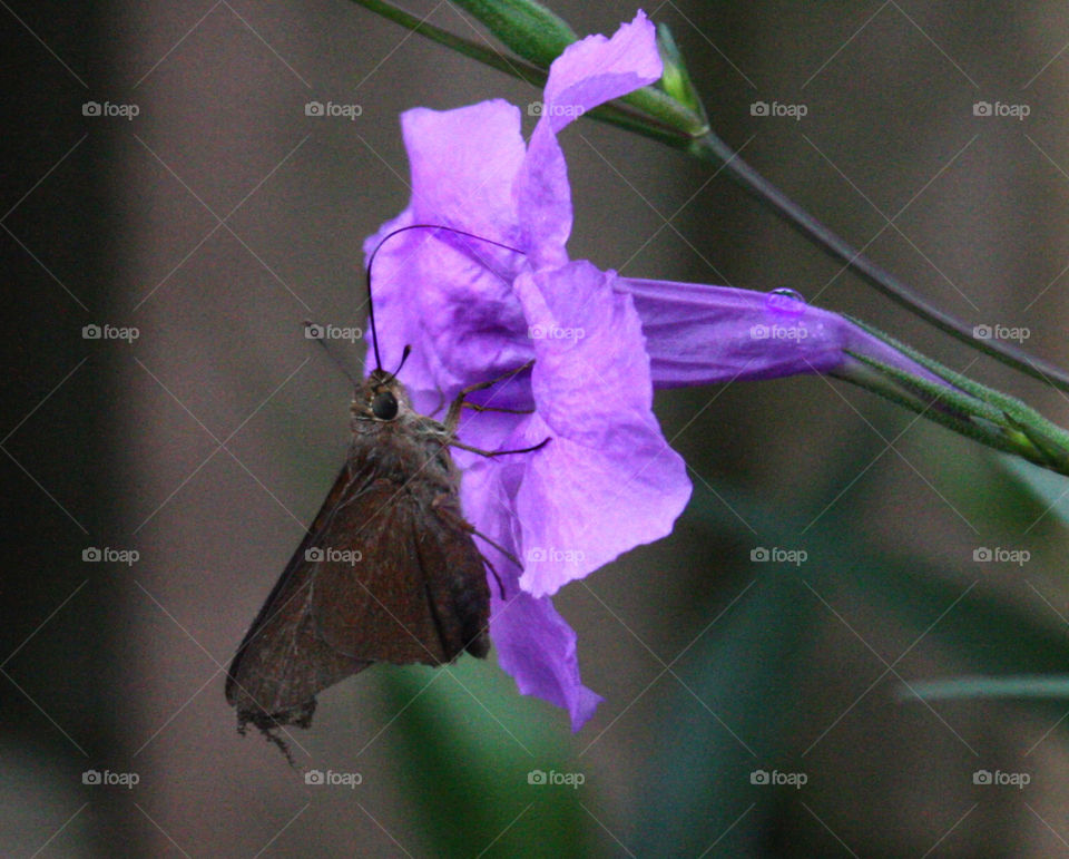 Moth and flower