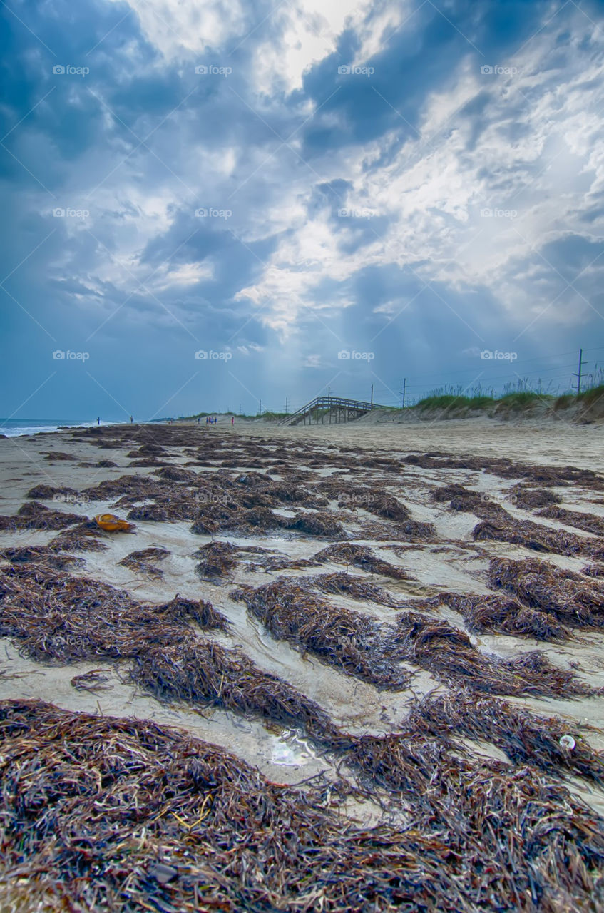 ocean seaweed on beach