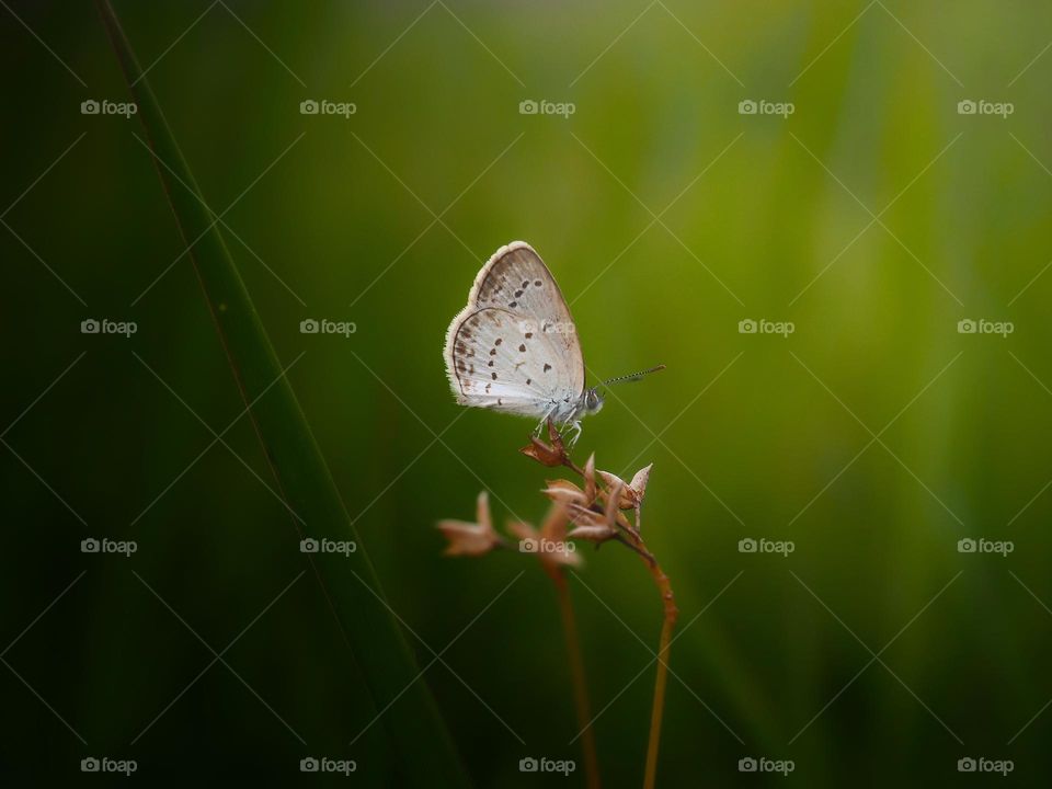 little butterfly