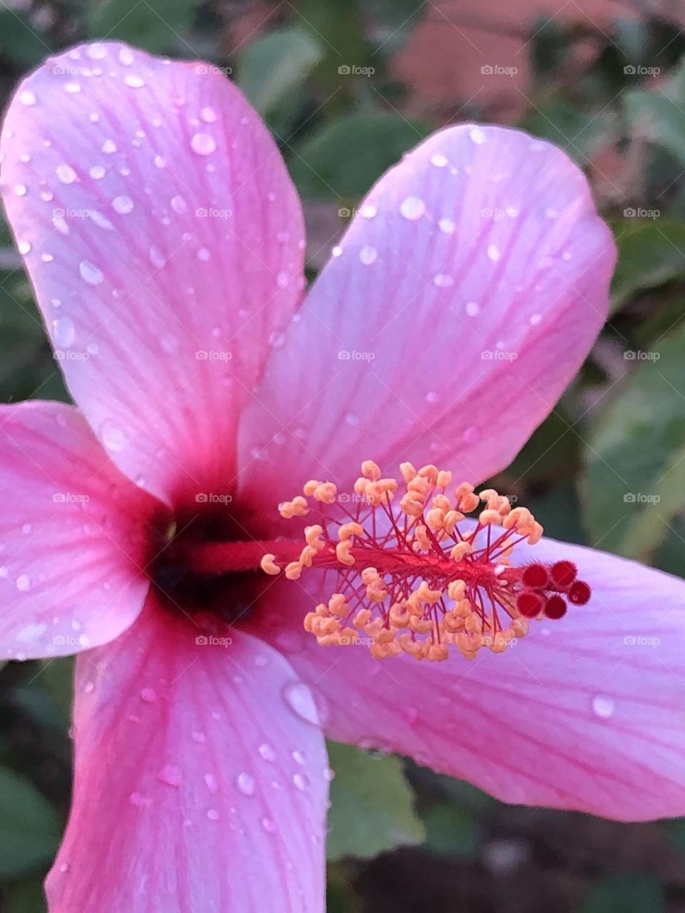 Beautiful purple flower