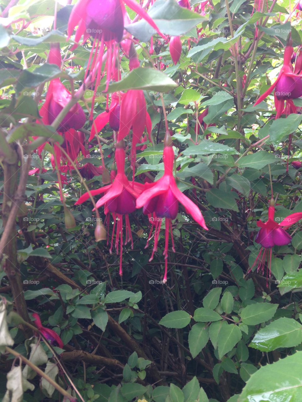 Fuchsia