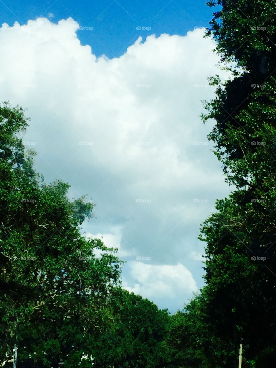Clouds between trees