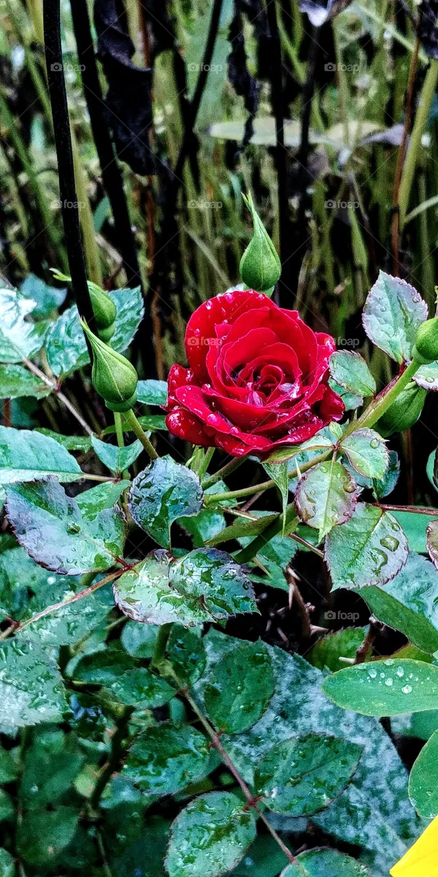 Rose❤