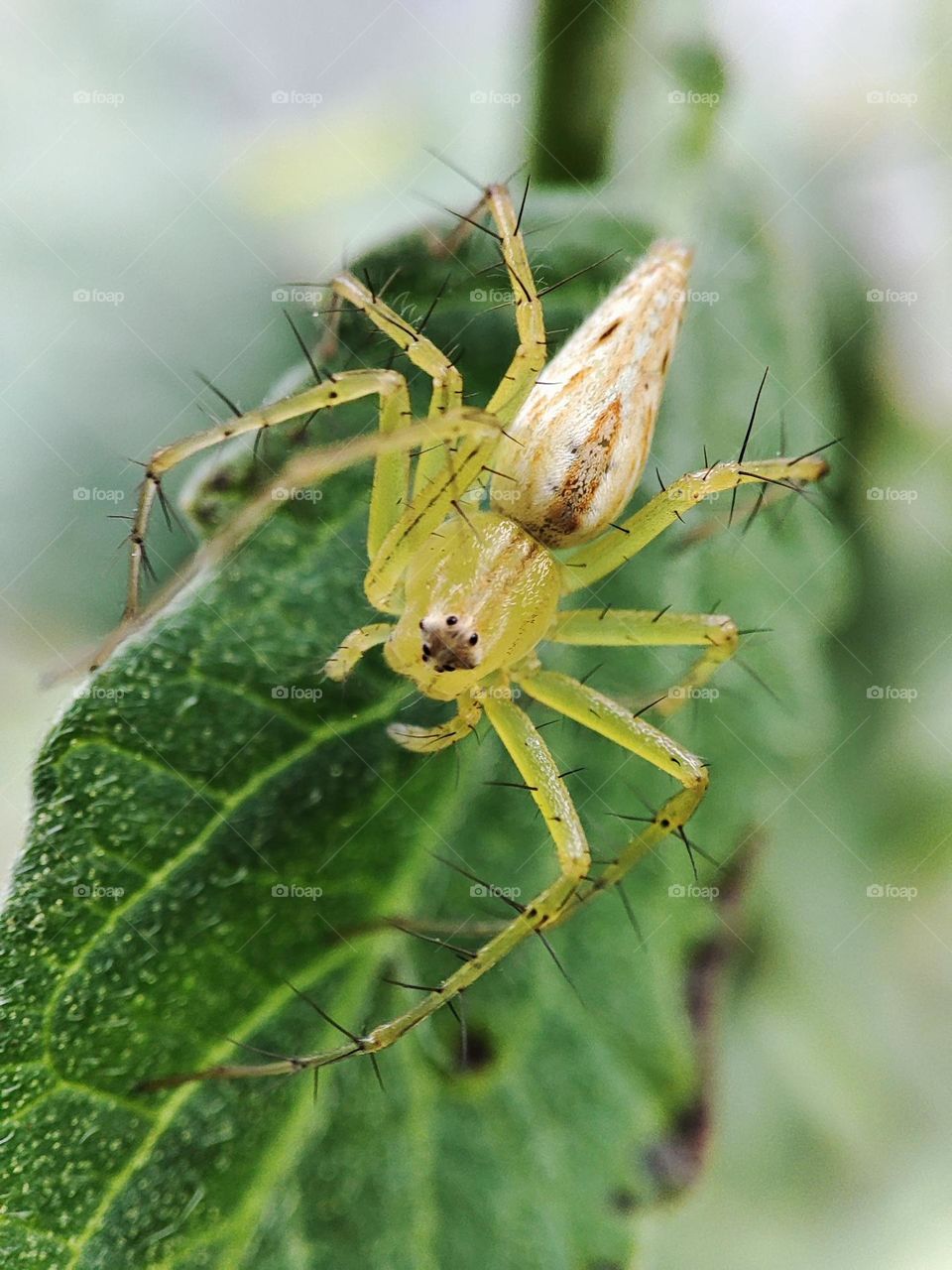 Striped lynx spider
