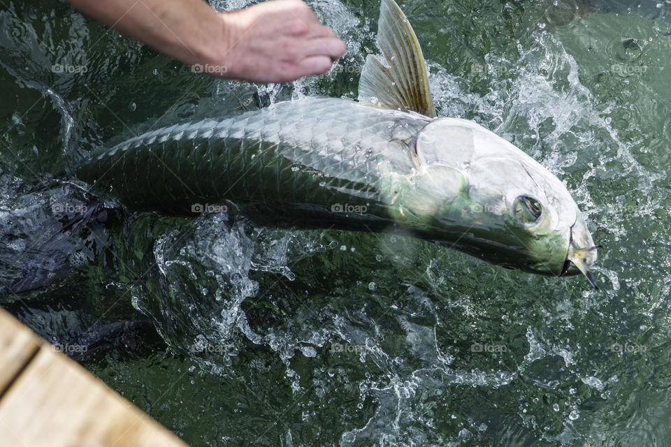 Feeding Big Tarpon