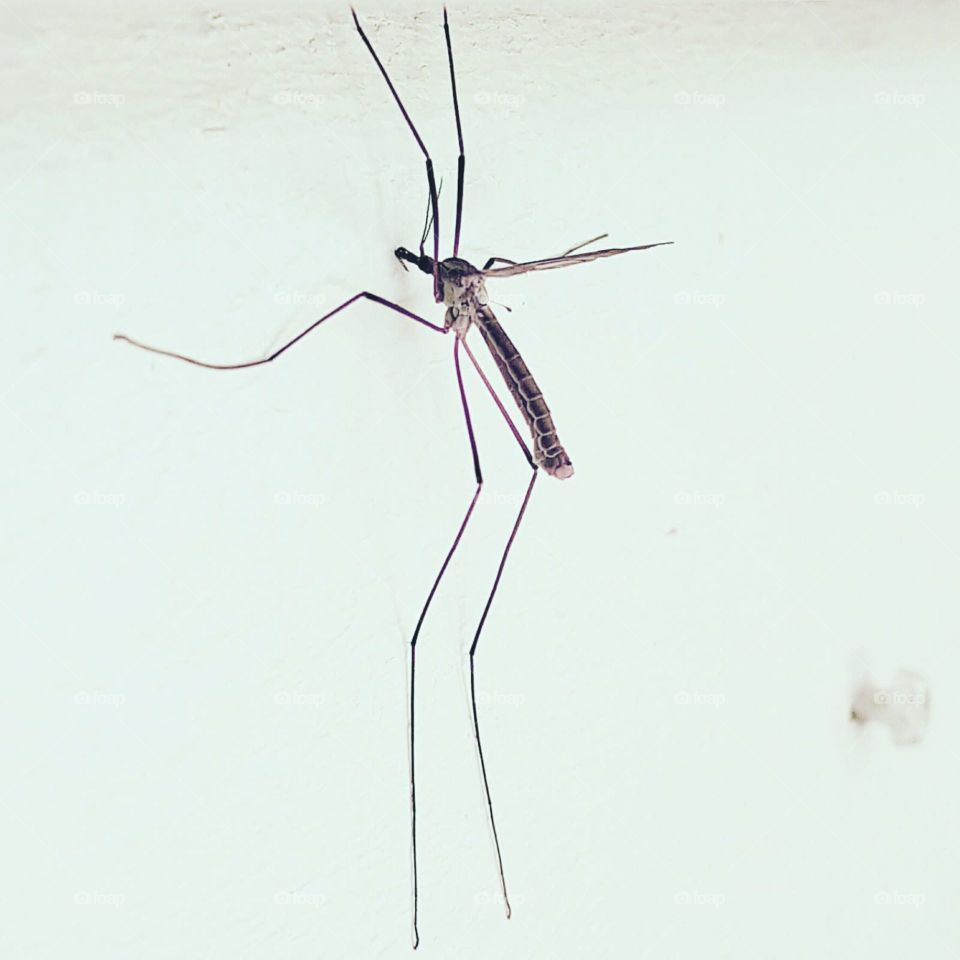 Large mosquito