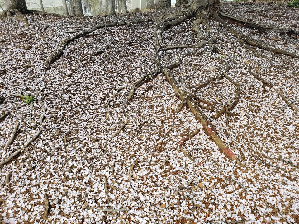 Cherry blossoms snow