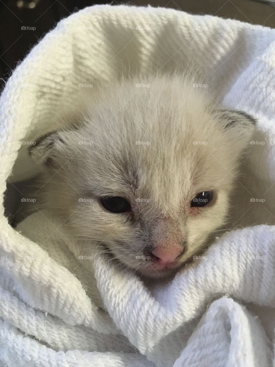 Baby white kitten 🐱