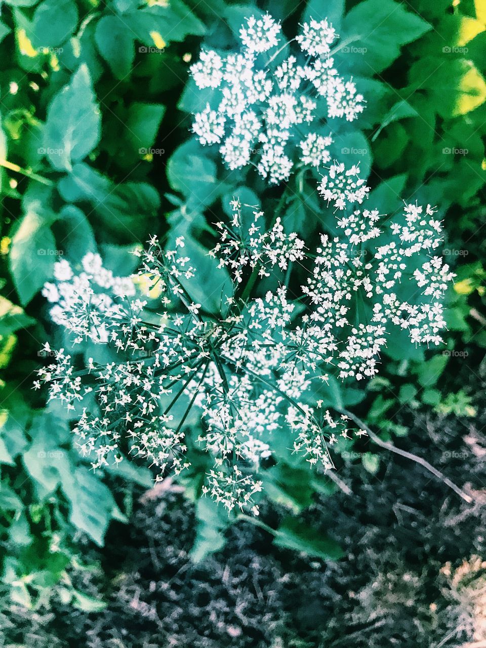What beauty you see on a walk in the woods