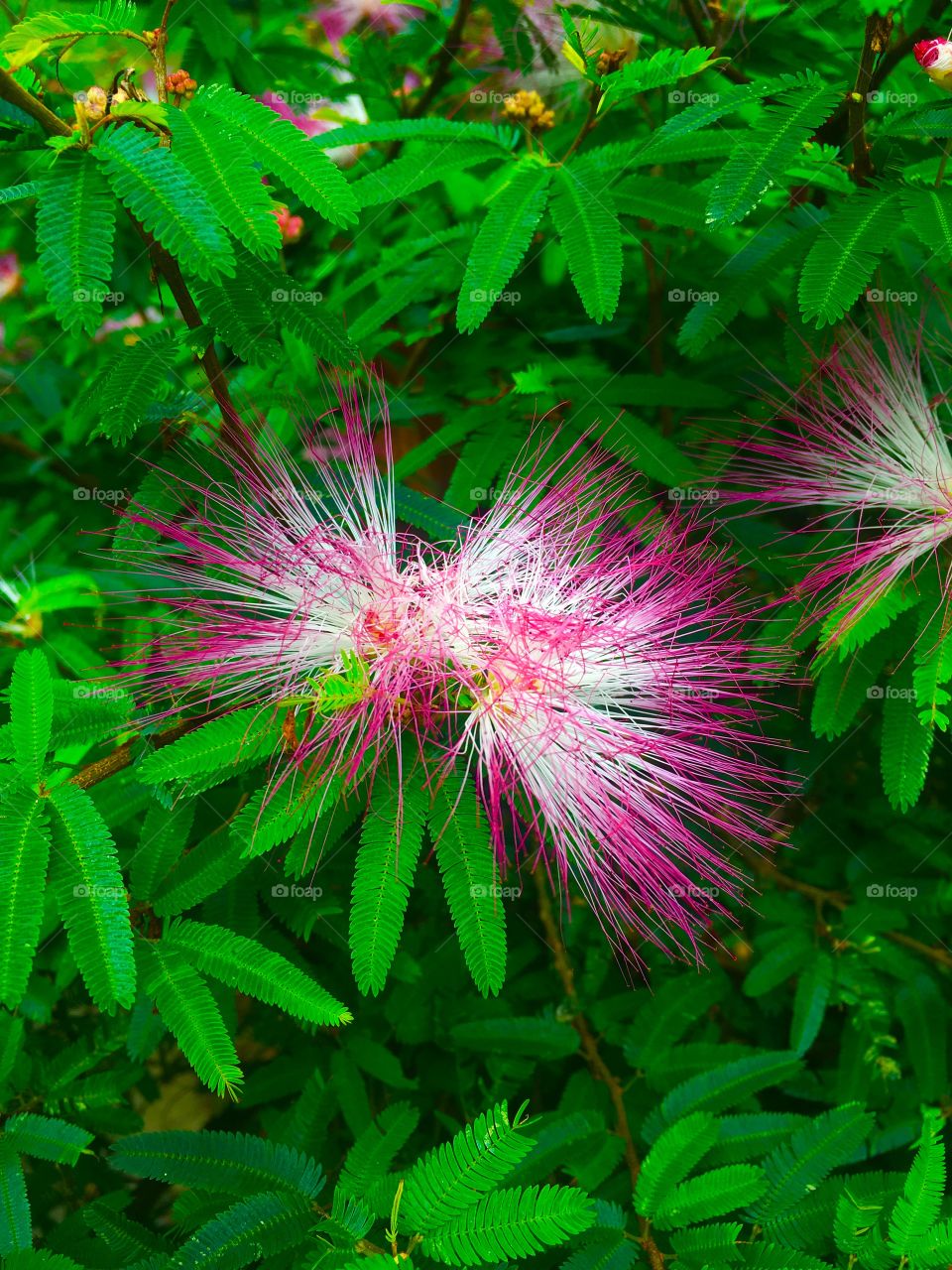 The jambeiro flower.  Do you want a more beautiful plant than this exotic plant? / A flor do jambeiro. Quer exemplar de planta mais bonita do que essa exótica planta?