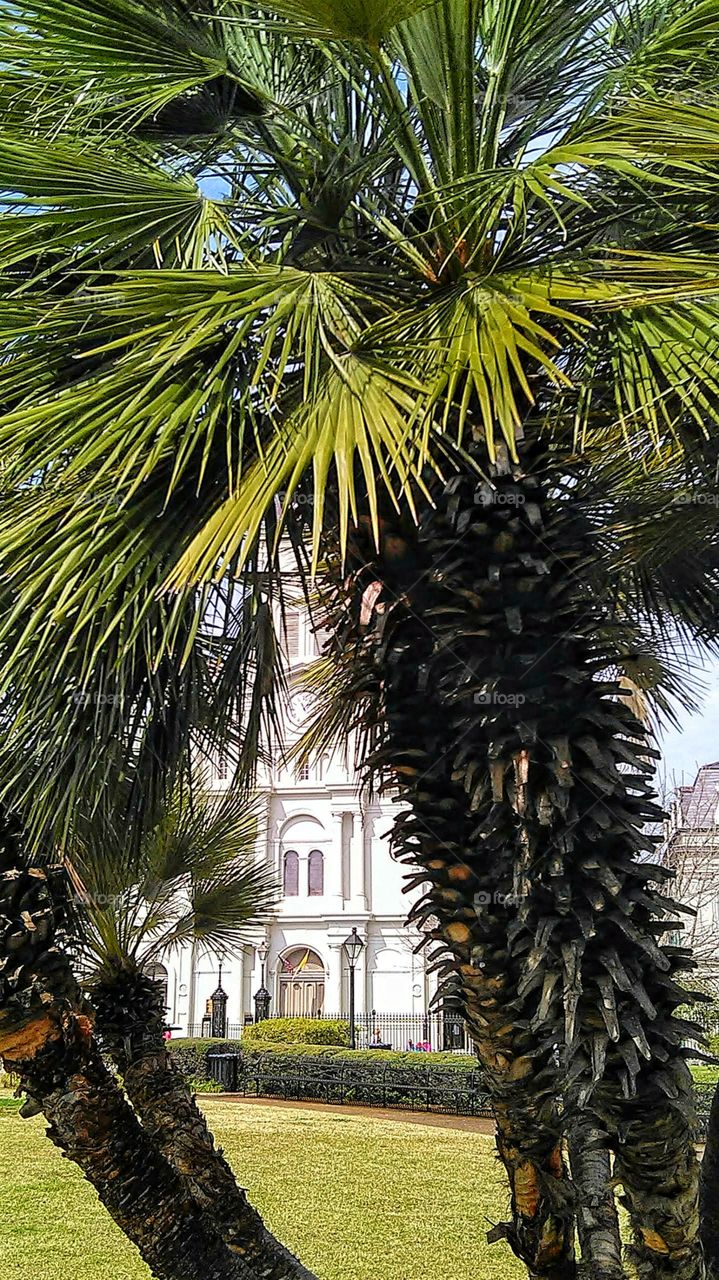 Palms and cathedrals