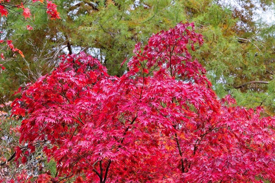 autumn tree in the park