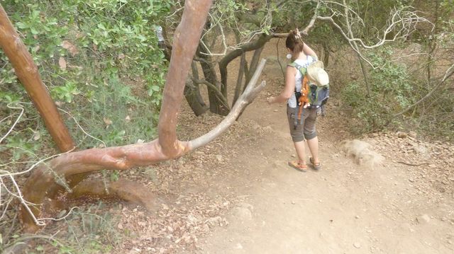 An Arbutus Tree