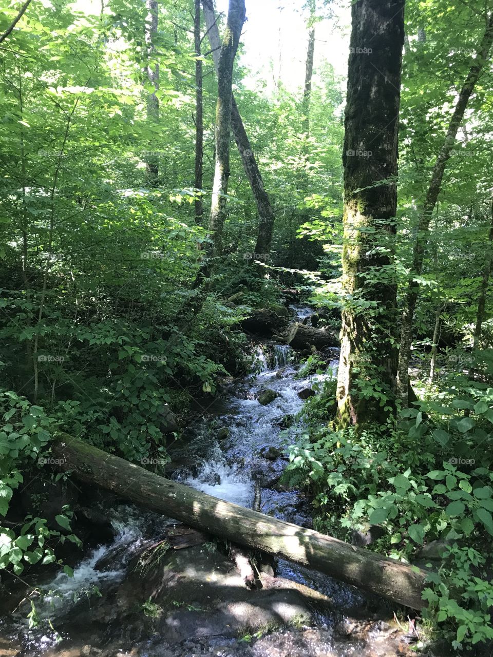 Roaring creek