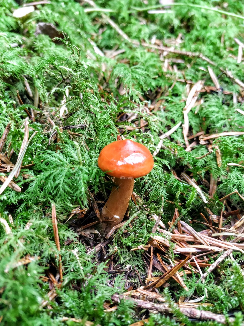 A cute orange mushroom