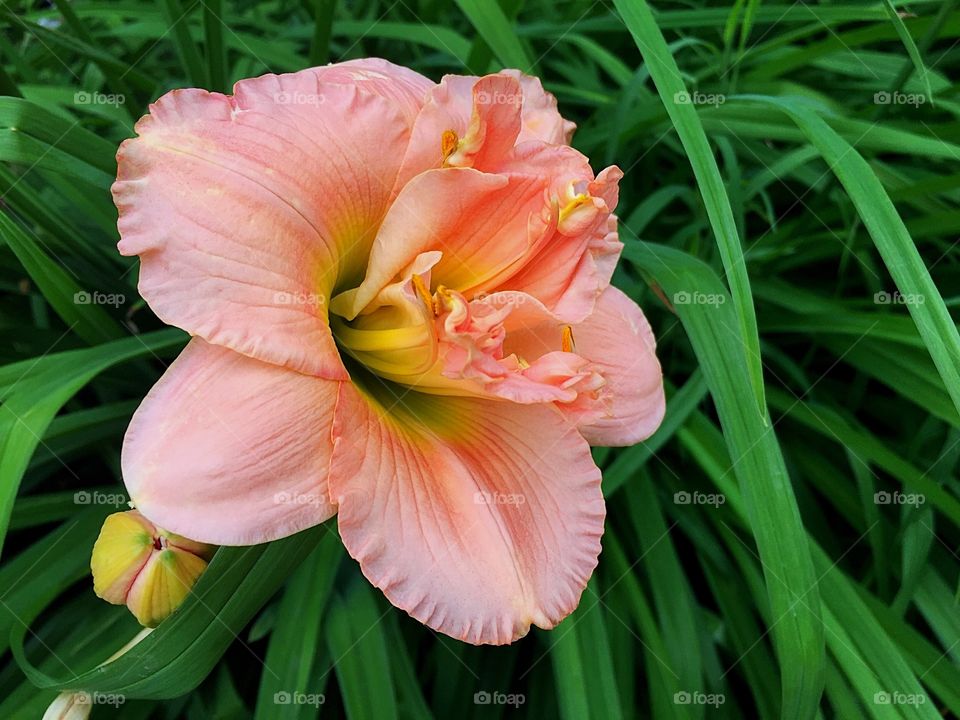 Pink lilies 