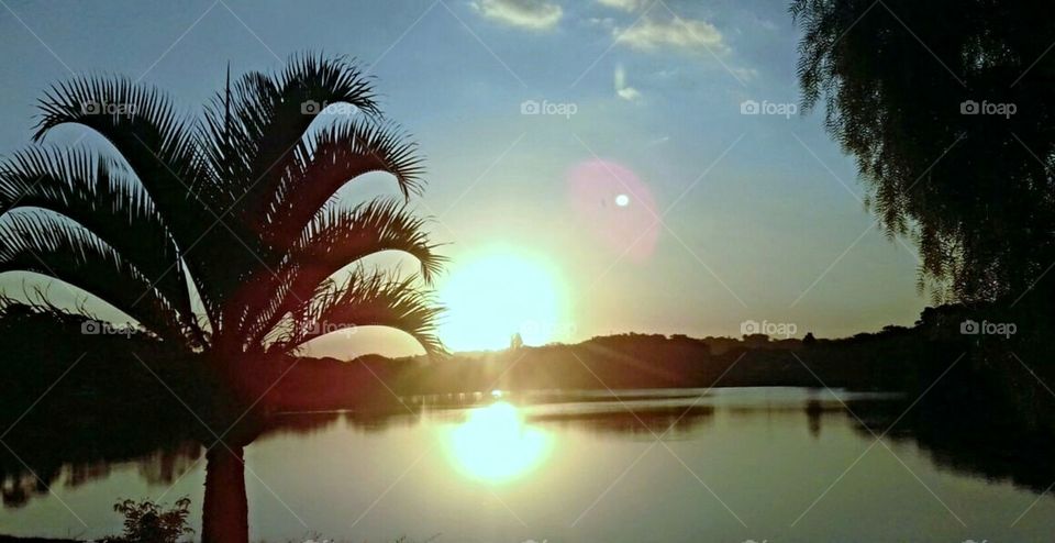 The coconut tree, the sun and the lake