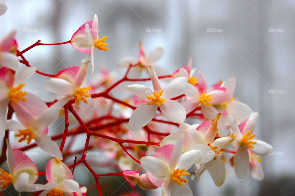 White flowers in bloom