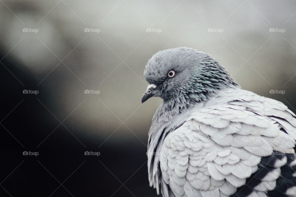 A singel pigeon