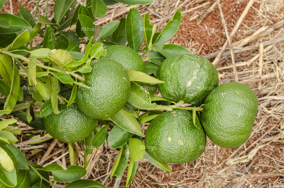 Bunch Of Unripe Ortanique