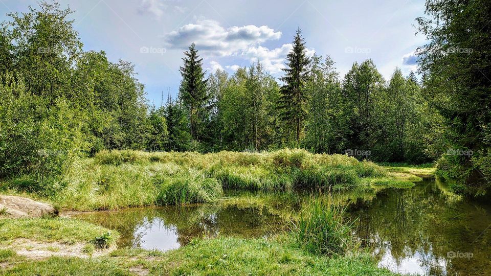 Forest and lake🌲🌳 Nature 🌲🌳 Green 🌲🌳