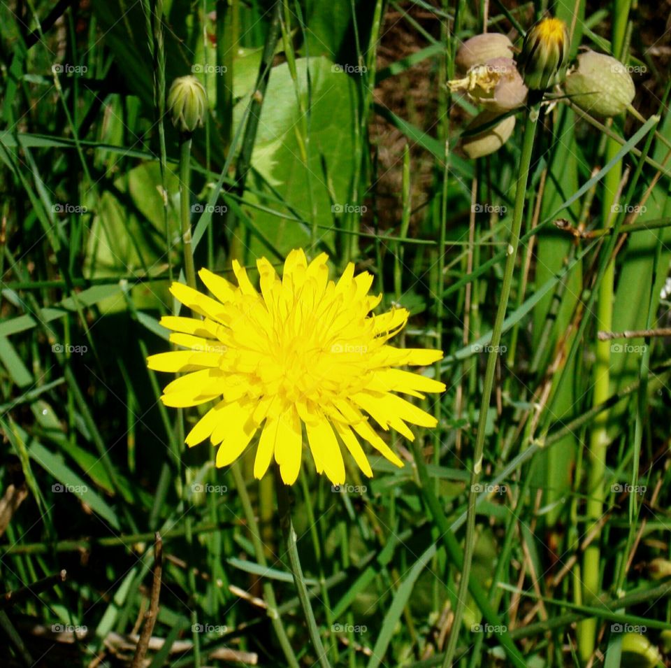A Yellow Flower