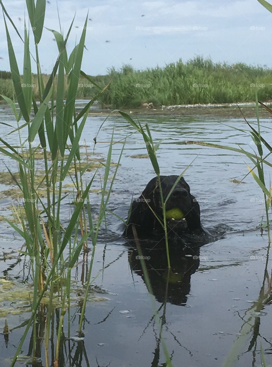 This flatcoat retriever is returning having retrieved her tennis ball in the marsh river. The reflection of her head I. The water is stunning 