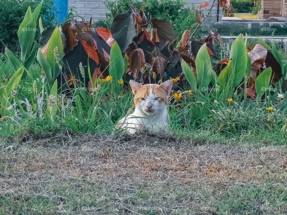 A cat in the garden. Shot 1.