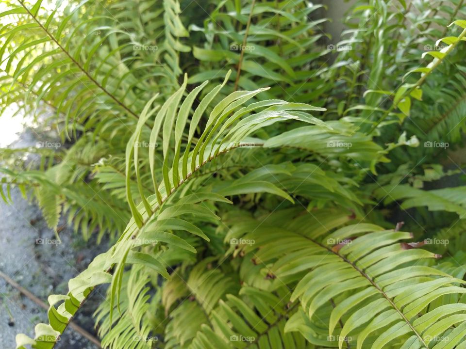 Close view of beautiful green fern leaves on daylight