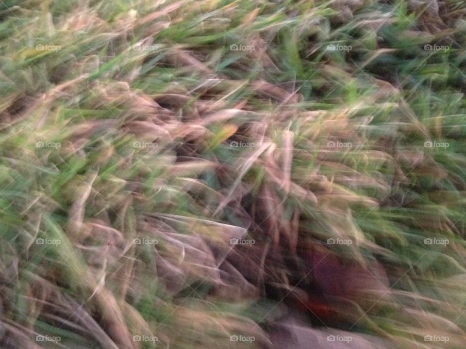Moving Grass 