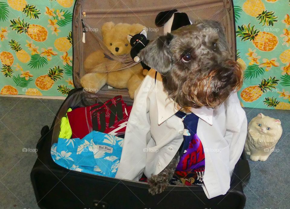 
Dogs of the USA - Foap Missions - Dogs are the canine companions who have shared our lives for millennia. “Don’t leave me behind”! Doggy dressed and ready to go on a trip too.