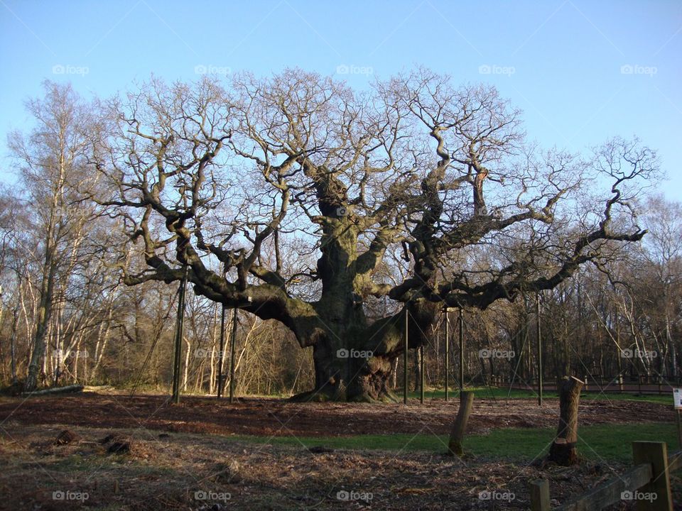 The Major Oak