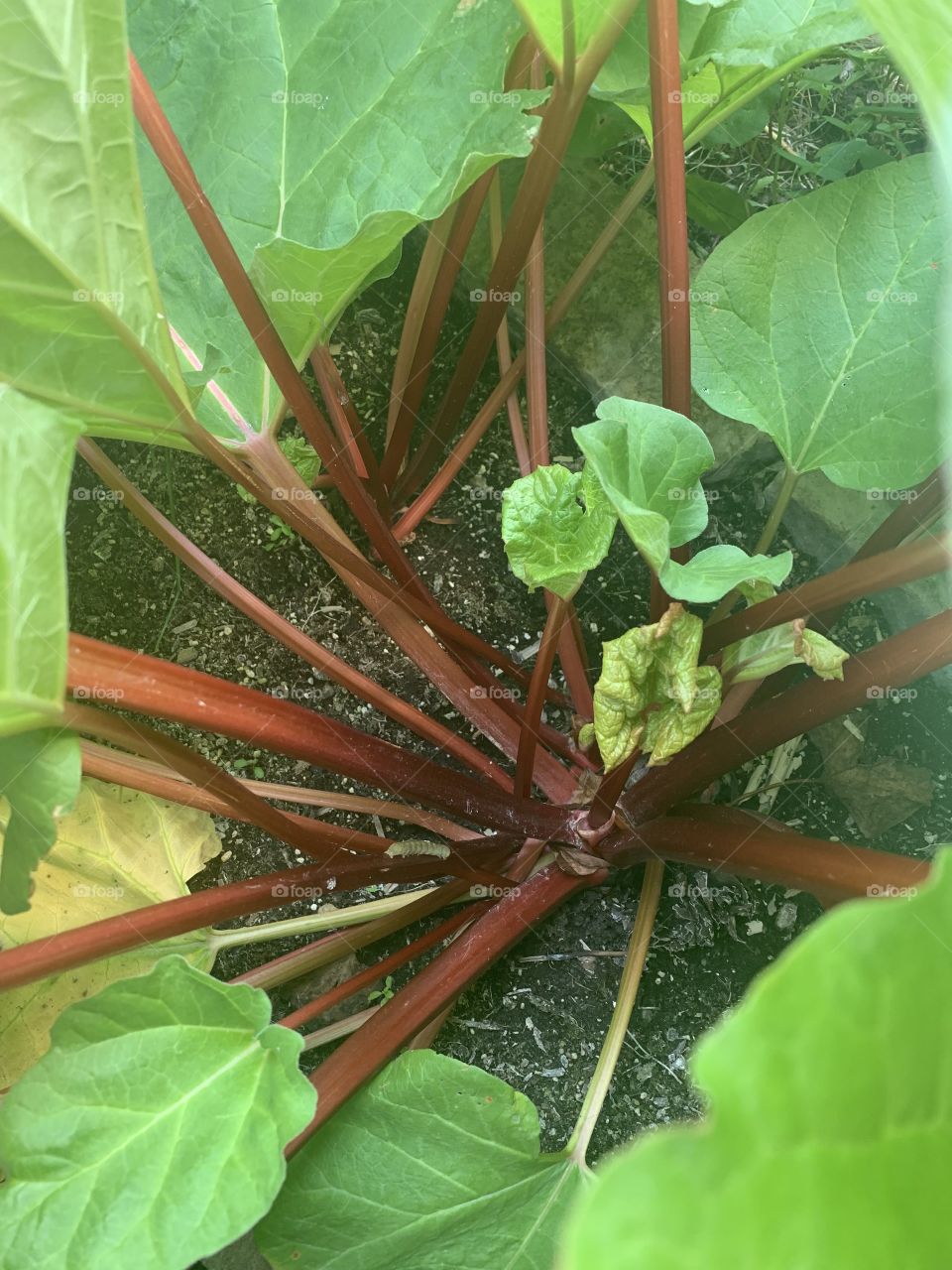 Fresh rhubarb in the garden 