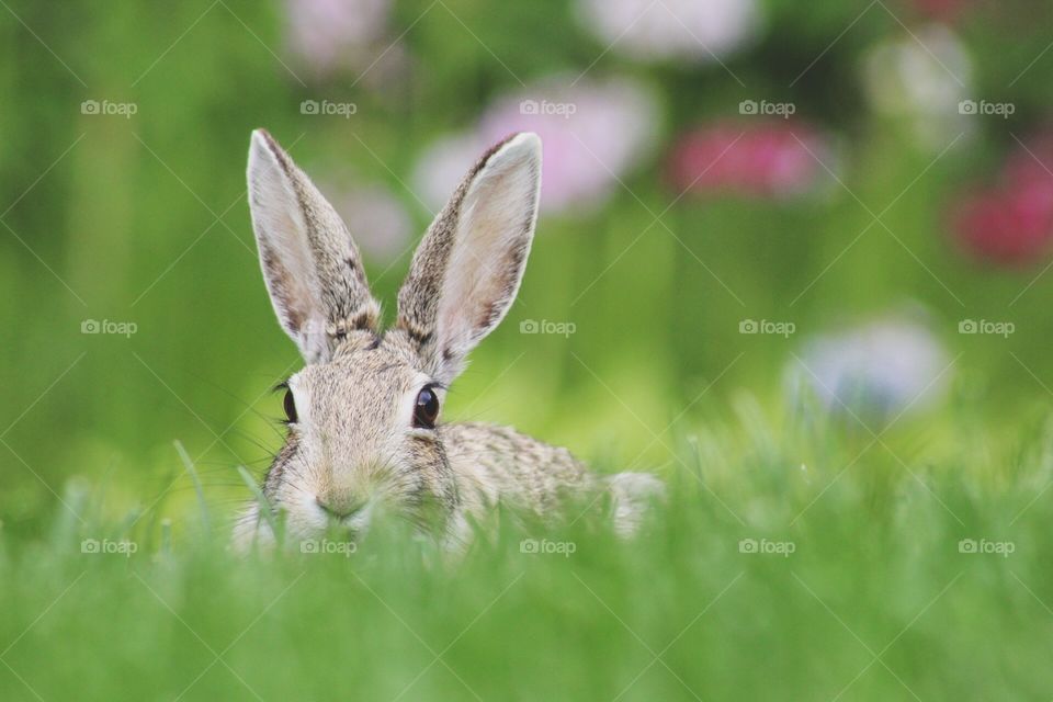 Bunny beauty