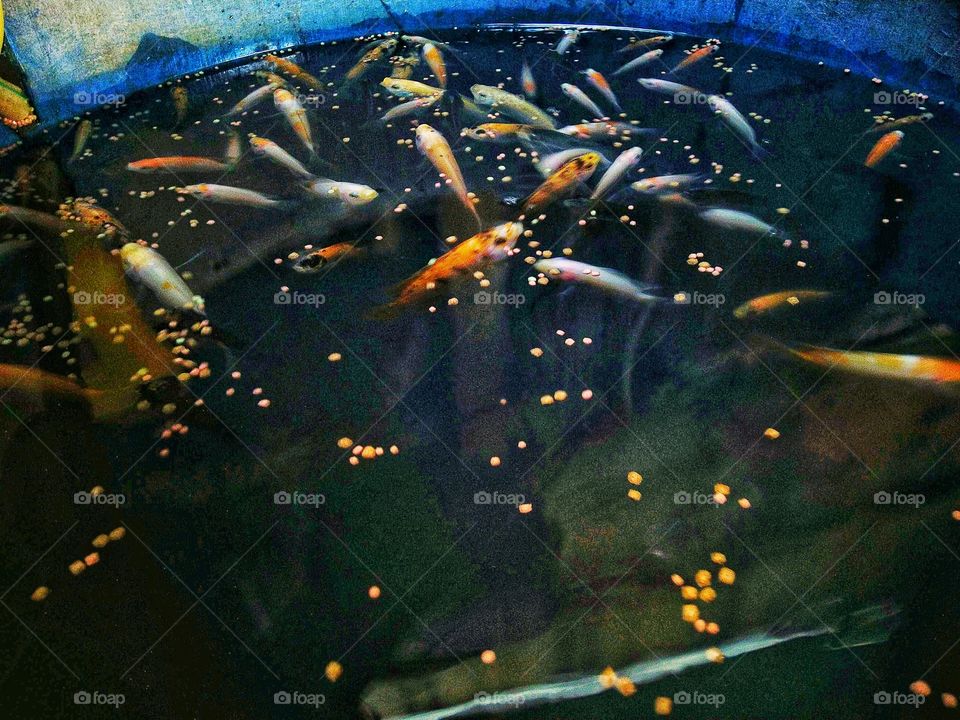 Colored fish are being fed pellets.