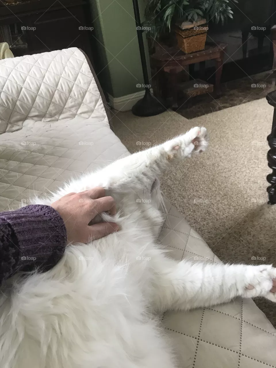 Tummy rub time
