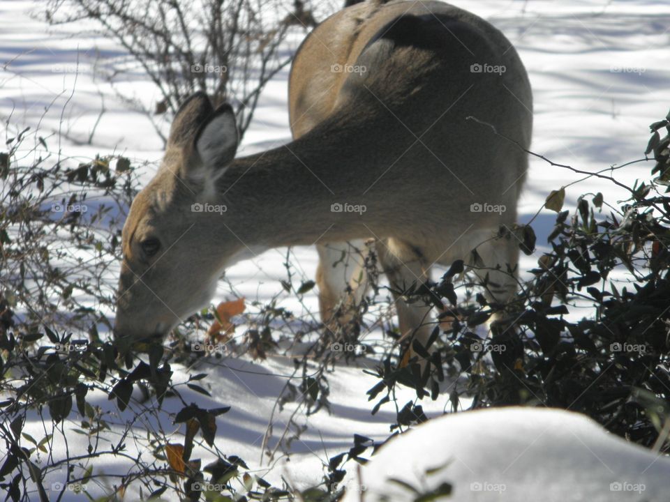 This doe was seen in our front yard during the winter foraging for food!