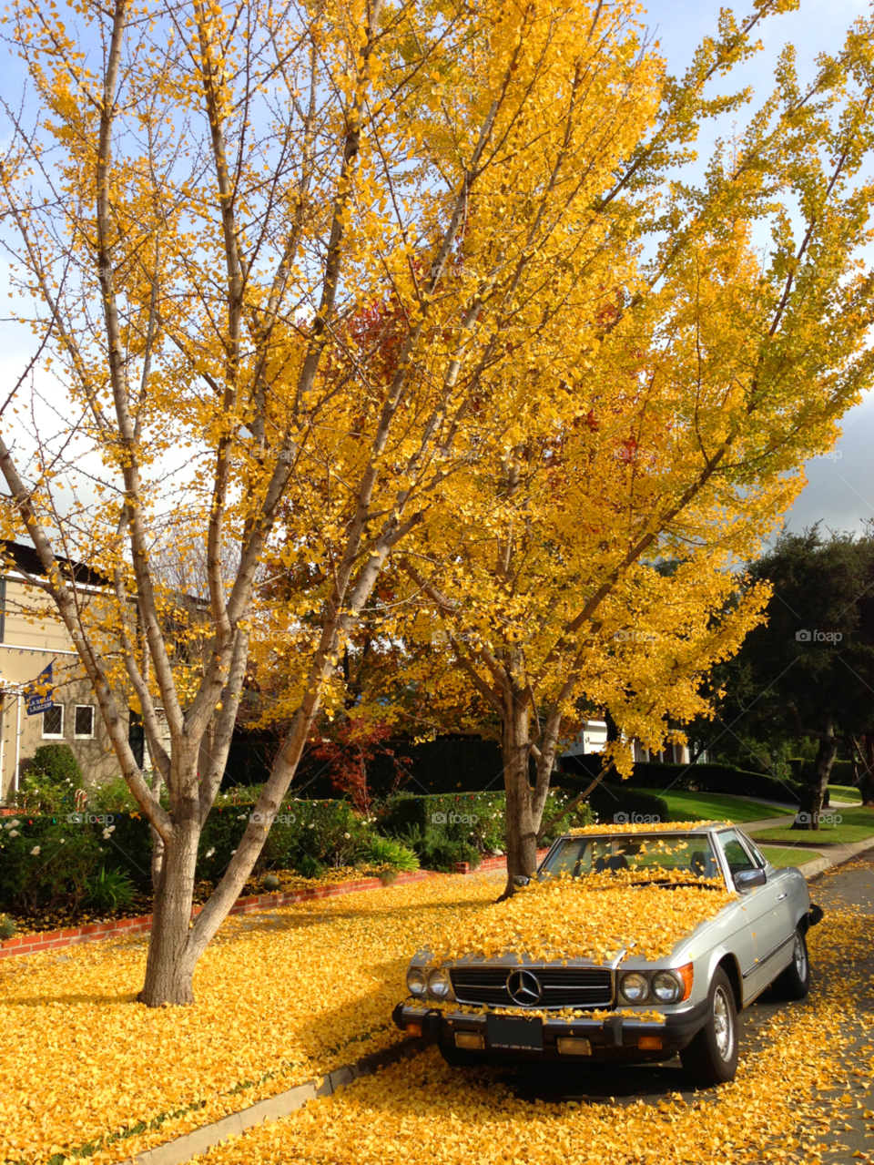 yellow car tree leaves by patrickshen