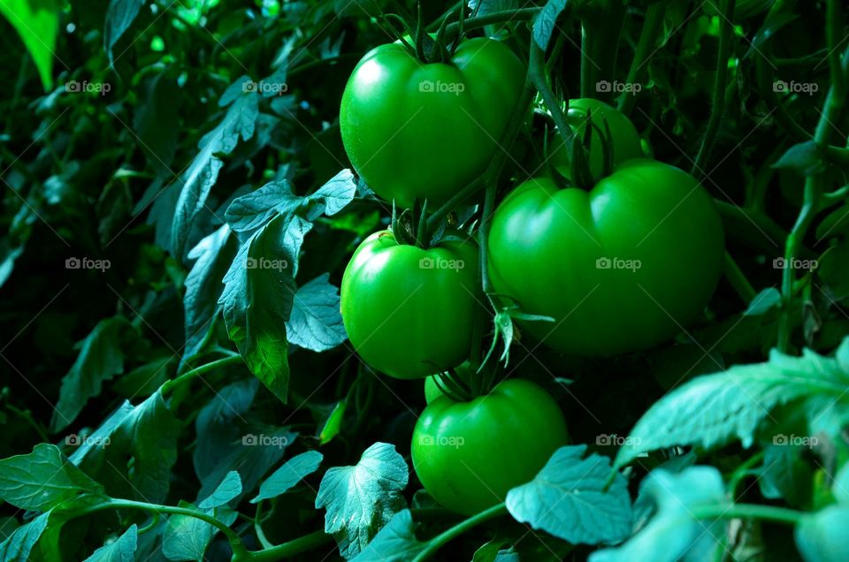 Tomatoes