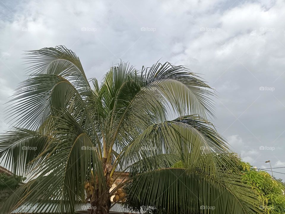 Coco nut tree