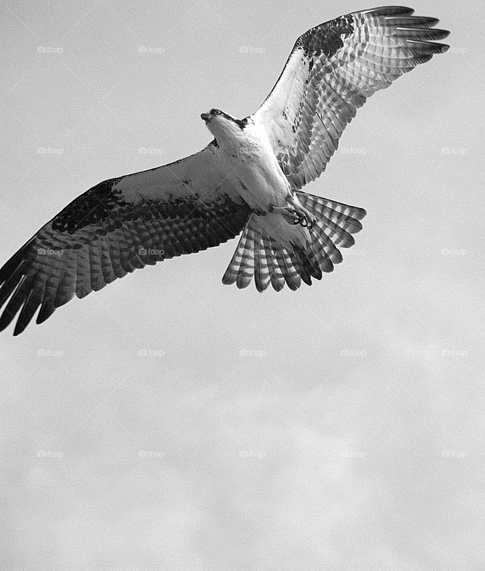 Osprey- Bird of Prey in flight