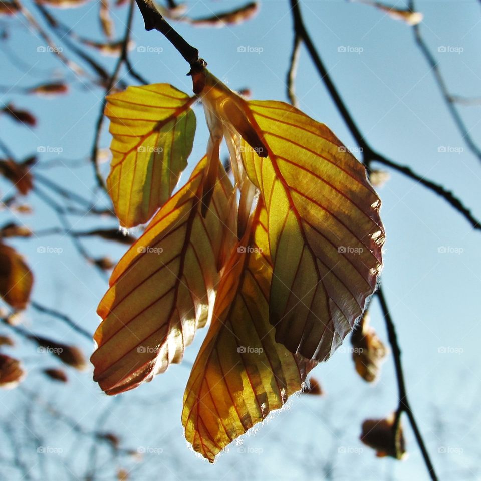 Nature, Tree, Branch, Leaf, Outdoors