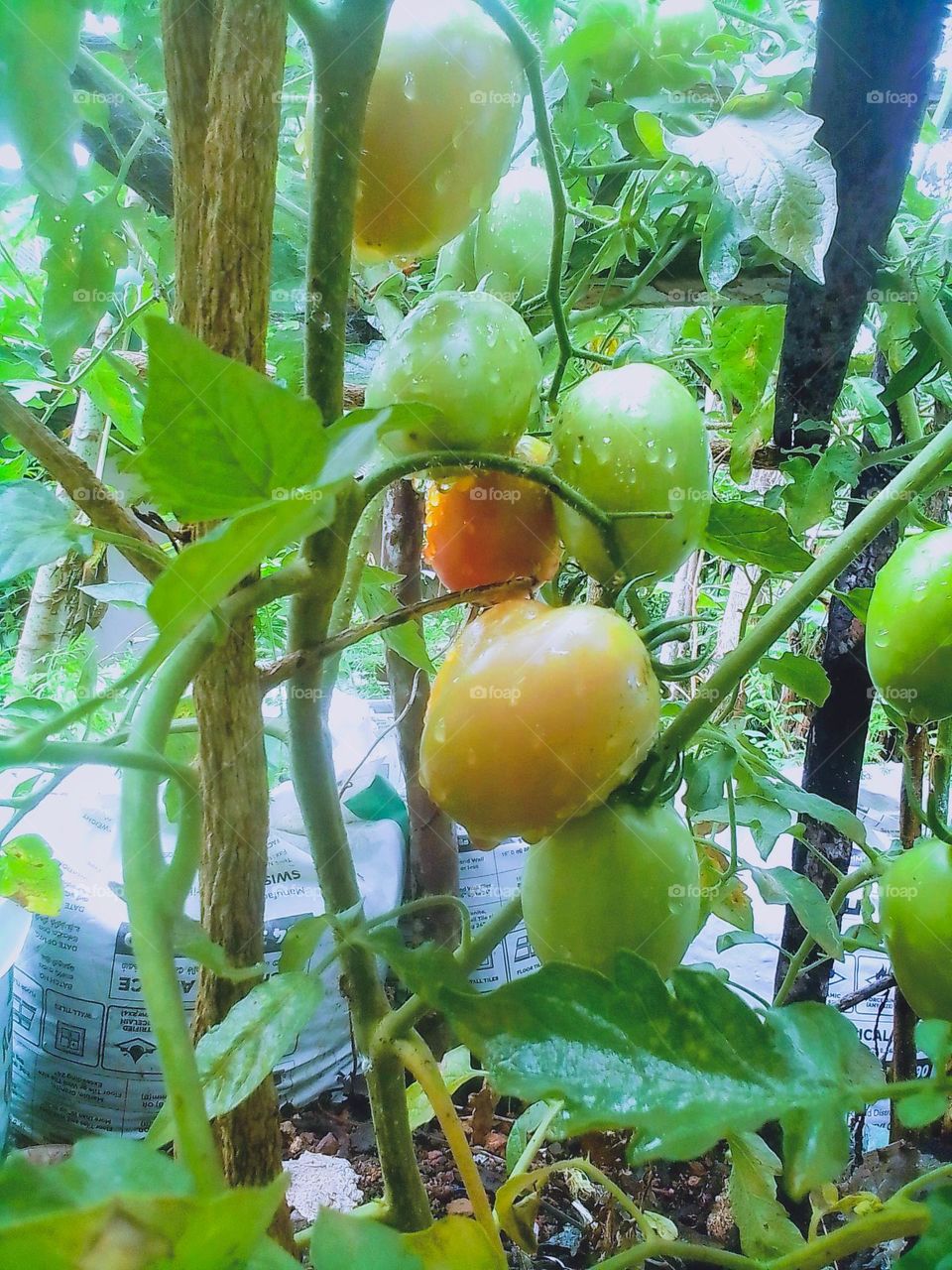 This is a capture of a home garden.There is a bunch of tomatos in various ages.There are green coloured,orange coloured,and red coloured tomatos.There are another tomato trees in the background.These tomatos seems fresh and yummy🍅...